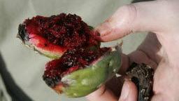Photos: Harvesting Saguaro Fruit